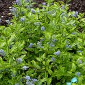 Ceanothus thyrsiflorus 'Eldorado' P21